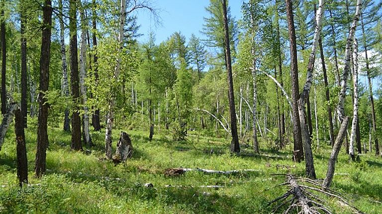 Saving Mongolian Forests with Finnish Expertise}